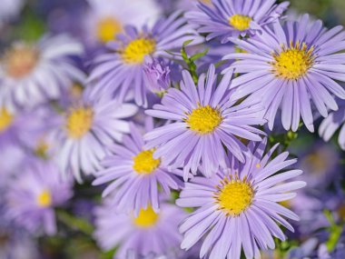 Çiçekli sonbahar paskalyası, senfoni çiçeği, bahçede.