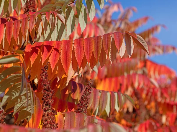 Colorful Leaves Vinegar Tree Rhus Typhina Autumn — Stock Photo, Image