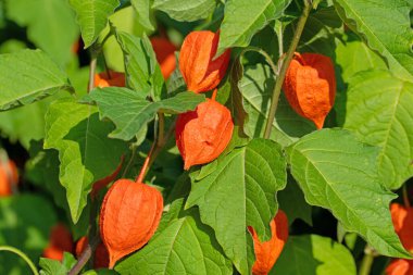 Çin feneri çiçeği, Physalis alkekengi, olgun meyveli.