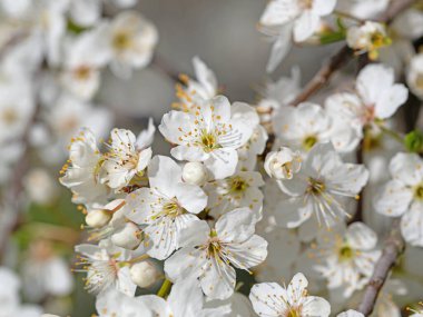 Çiçekli yaban eriği ağacı, Prunus cerasifera, ilkbaharda.