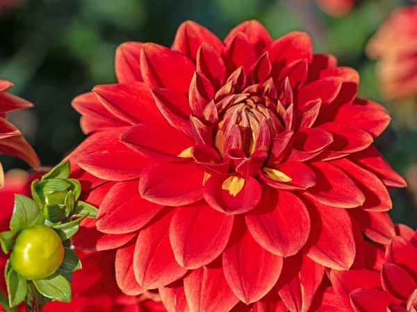 Blühende Rote Dahlien Garten — Stockfoto