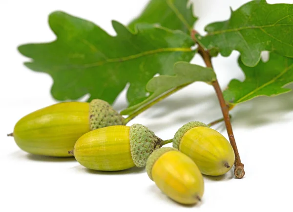 Plody Dubu Dubu Podmořského Quercus Robur Podzim — Stock fotografie