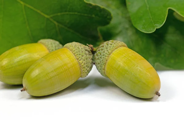 Fruits of the pedunculate oak, Quercus robur L., in autumn — Stock Image Fruits Pedunculate Oak Quercus Robur Autumn Stock Image