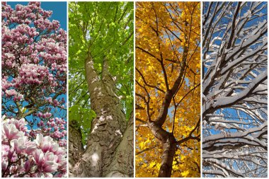 Four seasons in a collage clipart
