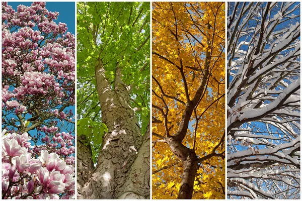 Four Seasons Collage — Stock Photo, Image