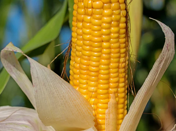 Reifer Mais Auf Dem Maiskolben — Stockfoto