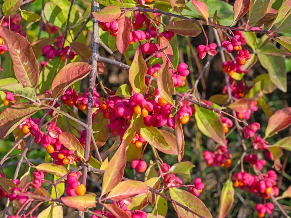 Плоды Кустарника Веретена Euonymus Europaeus — стоковое фото