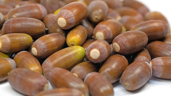 Fruits of the pedunculate oak, Quercus robur L.,in close up — Stock Image Fruits Pedunculate Oak Quercus Robur Close Stock Photo