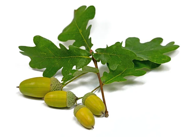 Fruits of the pedunculate oak, Quercus robur L., in autumn — Stock Image Fruits Pedunculate Oak Quercus Robur Autumn Royalty Free Stock Images