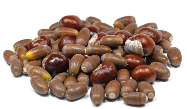 Chestnuts Acorns White Background — Stock Photo, Image