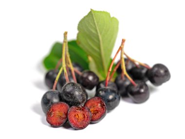 Aronia üzümleri beyaz arkaplanda izole