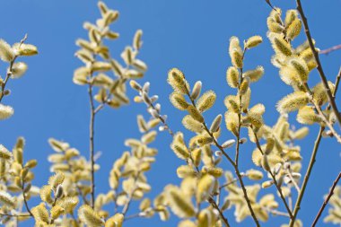 Çiçekli söğüt, Salix, baharda