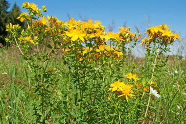 Açan St. John 's otu, hiperikum perforatum