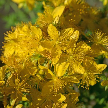 Açan St. John 's otu, hiperikum perforatum