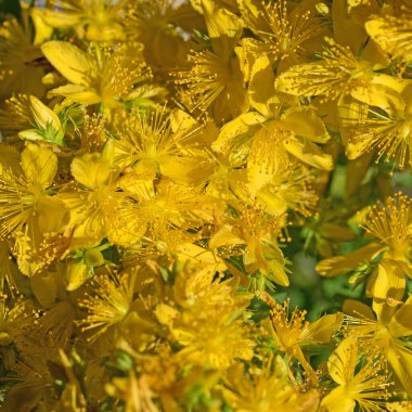 Açan St. John 's otu, hiperikum perforatum