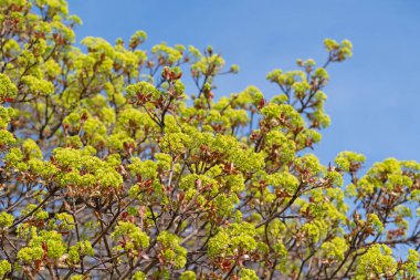 Baharda çiçek açan Norveç akçaağacı