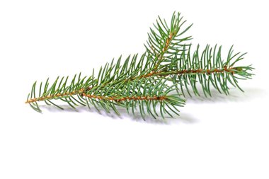 Mavi ladin, beyaz arka planda dallar