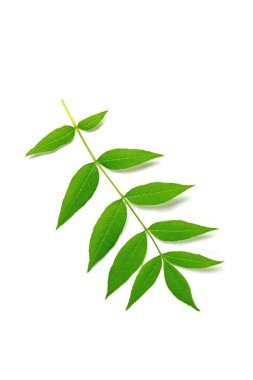 Beyaz arkaplana karşı kül ağacı yaprağı