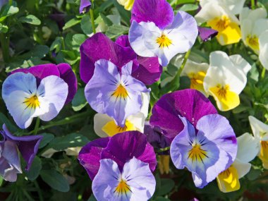 Yakın planda boynuzlu menekşeler