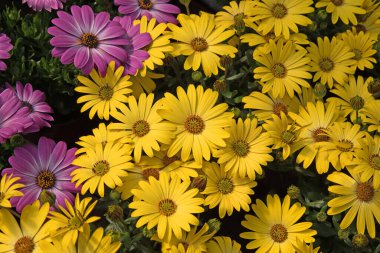 Papatya Burnu, Osteospermum, yakın planda.