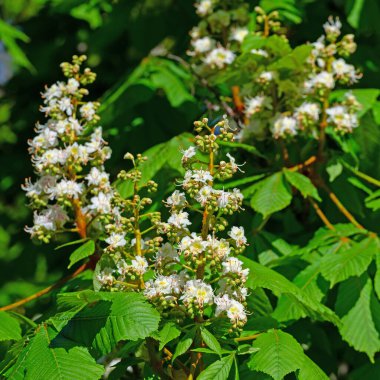 İlkbaharda çiçek açan kestane ağacı