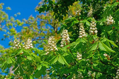 İlkbaharda çiçek açan kestane ağacı