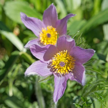 İnekler yakın plan çekimde.