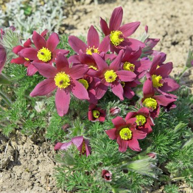 İnekler yakın plan çekimde.