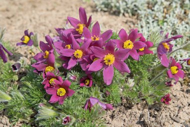 İnekler yakın plan çekimde.