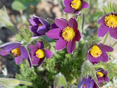 İnekler yakın plan çekimde.