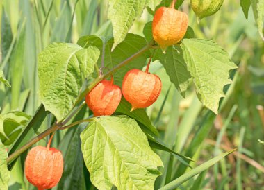 Fener çiçeğinin meyveleri yakın planda.