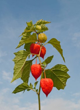 Fener çiçeğinin meyveleri yakın planda.
