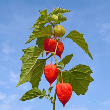 Fener çiçeğinin meyveleri yakın planda.