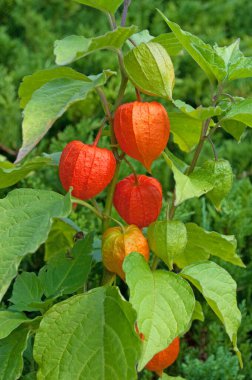 Fener çiçeğinin meyveleri yakın planda.