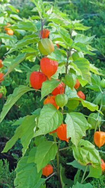 Fener çiçeğinin meyveleri yakın planda.