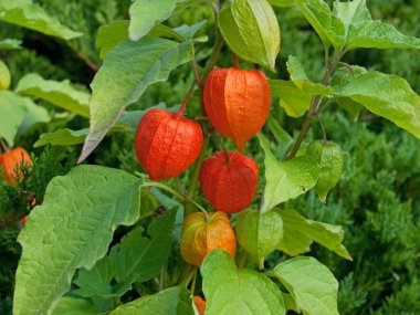 Fener çiçeğinin meyveleri yakın planda.