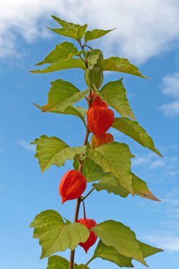 Fener çiçeğinin meyveleri yakın planda.