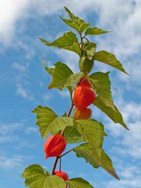 Fener çiçeğinin meyveleri yakın planda.