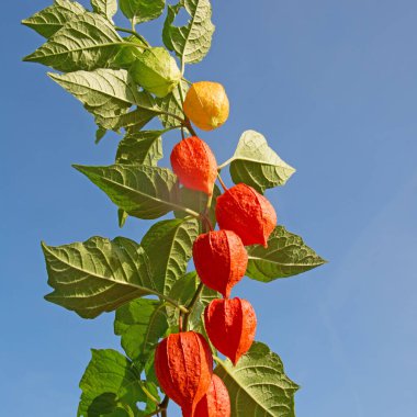 Fener çiçeğinin meyveleri yakın planda.