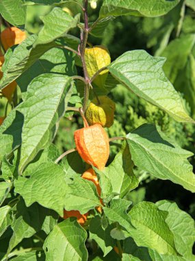 Fener çiçeğinin meyveleri yakın planda.