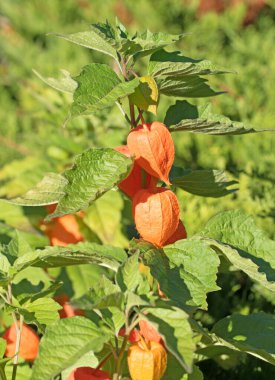 Fener çiçeğinin meyveleri yakın planda.