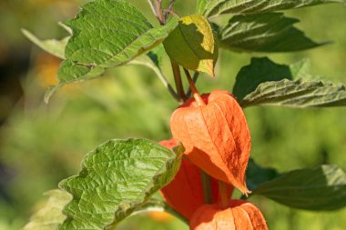 Fener çiçeğinin meyveleri yakın planda.