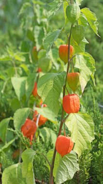 Fener çiçeğinin meyveleri yakın planda.