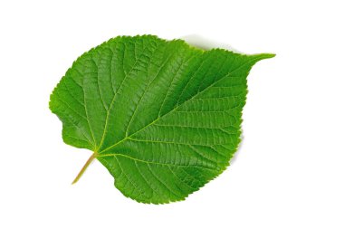 Beyaz arkaplanda ıhlamur ağacı yaprağı