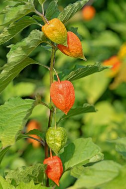 Fener çiçeğinin meyveleri yakın planda.