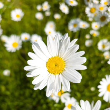 Çiçek açan bir papatyanın yakın çekimi