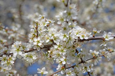 Çiçek açan kara diken, Prunus spinosa, baharda