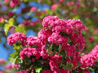 Baharda çiçek açan şahin dikeni, Crataegus laevigata