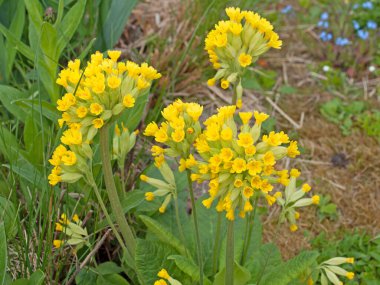 Çuha çiçekleri yakın plan görüntüde