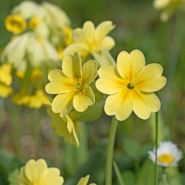 Çuha çiçekleri yakın plan görüntüde